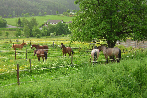 Gästepaddocks