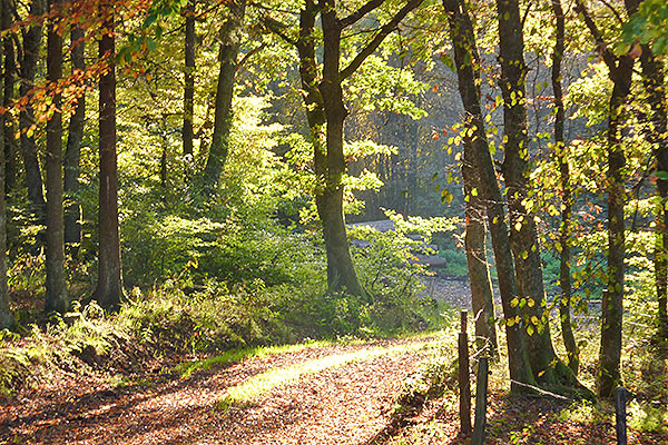 Steffeler Wald