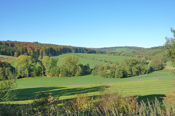 Wald und Wiesen